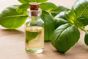 basil essential oil