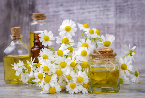 chamomile essential oil